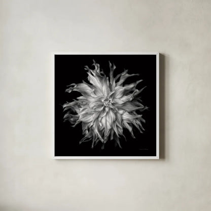 Dahlia VI BW by Debra Van Swearingen. Shown in a crisp white glass frame for a clean and minimalist style. Available as an archival giclee rolled canvas, fine art paper, or poster print. SKU 89727a.