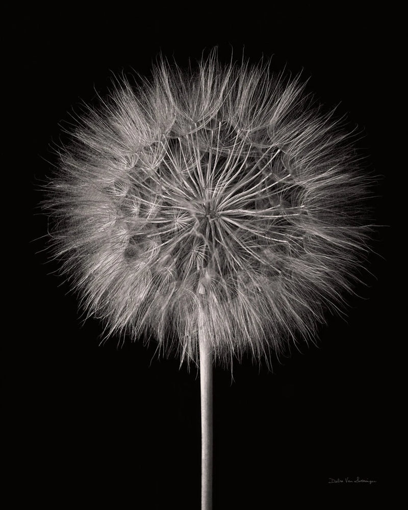 Dandelion Fluff on Black by Debra Van Swearingen