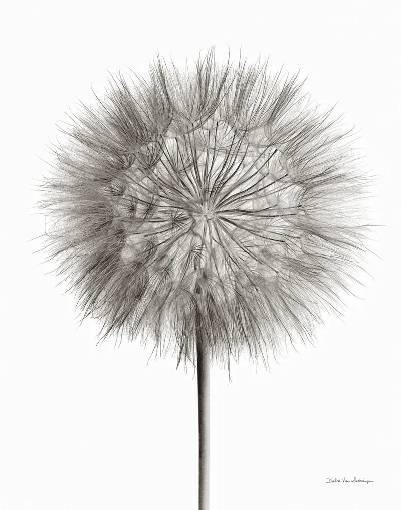 Dandelion Fluff on White by Debra Van Swearingen