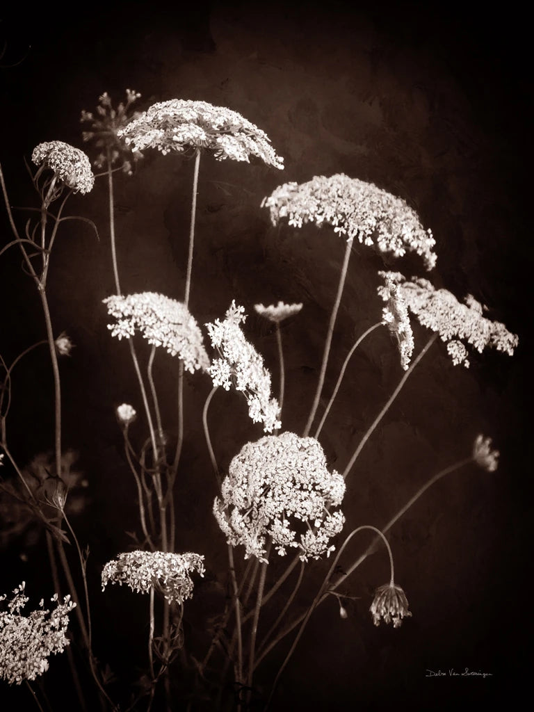 Delicate Lace II by Debra Van Swearingen