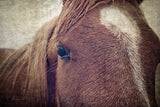 Dew Lashes by Debra Van Swearingen. SKU 61435i. Archival Giclee Fine art print for wall decor.