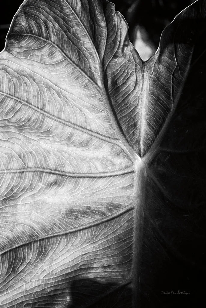 Elephant Ear I by Debra Van Swearingen. SKU 55160h. Archival Giclee Fine art print for wall decor.