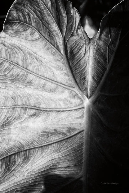 Elephant Ear I by Debra Van Swearingen. SKU 55160h. Archival Giclee Fine art print for wall decor.