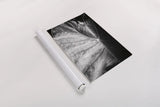 Elephant Ear I by Debra Van Swearingen. shown as a rolled paper print. Available as archival giclee rolled canvas, fine art paper, or poster print. SKU 55160h.