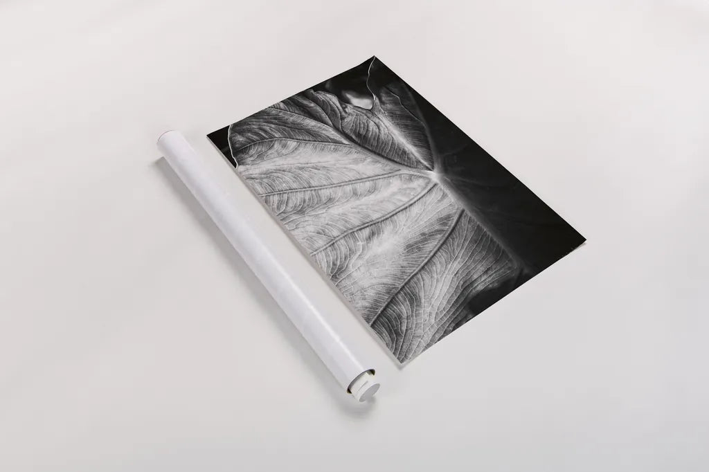 Elephant Ear I by Debra Van Swearingen. shown as a rolled paper print. Available as archival giclee rolled canvas, fine art paper, or poster print. SKU 55160h.