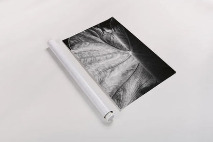 Elephant Ear I by Debra Van Swearingen. shown as a rolled paper print. Available as archival giclee rolled canvas, fine art paper, or poster print. SKU 55160h.