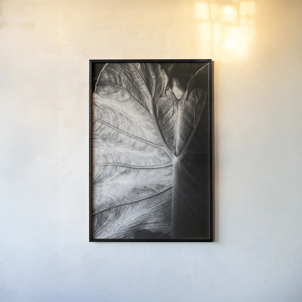 Elephant Ear I by Debra Van Swearingen. shown as a paper print in a black flame. Available as a archival giclee rolled canvas, fine art paper, or poster print. SKU 55160h.