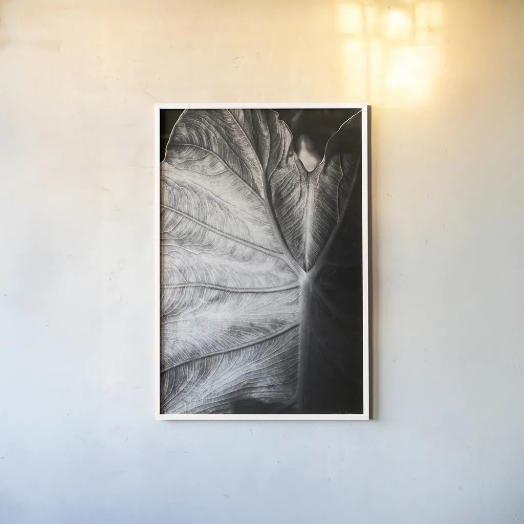 Elephant Ear I by Debra Van Swearingen. shown as a paper print in a white frame. Available as a archival giclee rolled canvas, fine art paper, or poster print. SKU 55160h.