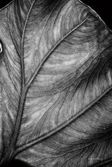 Elephant Ear II by Debra Van Swearingen. SKU 55161h. Archival Giclee Fine art print for wall decor.
