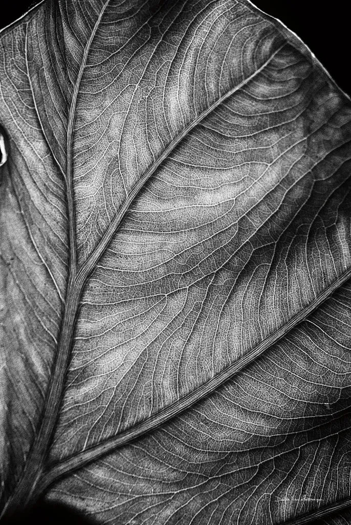 Elephant Ear II by Debra Van Swearingen. SKU 55161h. Archival Giclee Fine art print for wall decor.