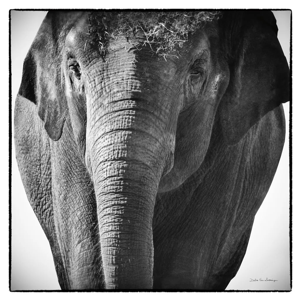 Elephant I by Debra Van Swearingen. SKU 19399a. Archival Giclee Fine art print for wall decor.