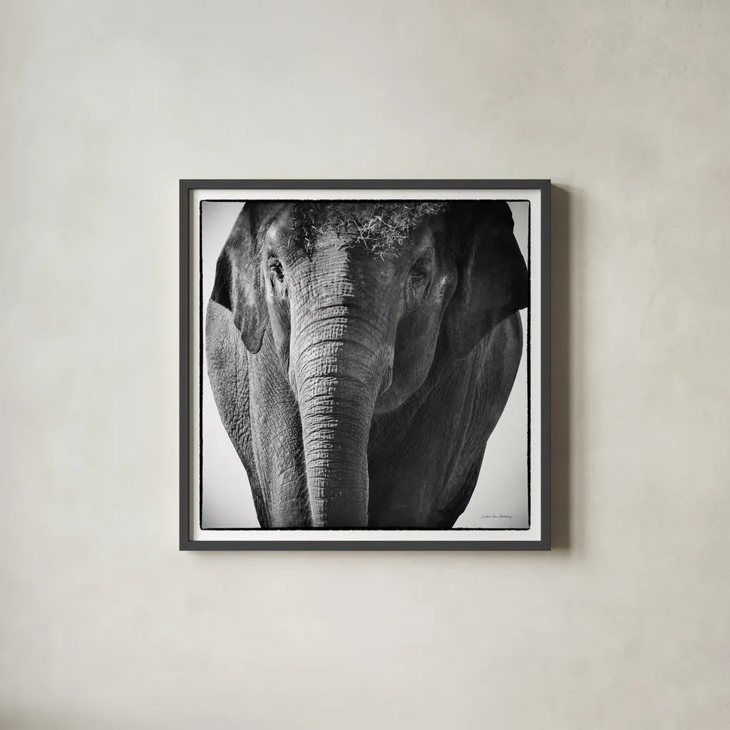 Elephant I by Debra Van Swearingen. Shown in a sleek black glass frame for a contemporary gallery look. Available as an archival giclee rolled canvas, fine art paper, or poster print. SKU 19399a.