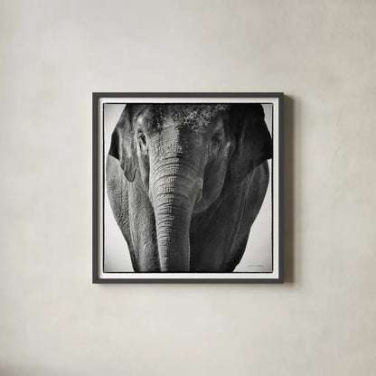 Elephant I by Debra Van Swearingen. Shown in a sleek black glass frame for a contemporary gallery look. Available as an archival giclee rolled canvas, fine art paper, or poster print. SKU 19399a.