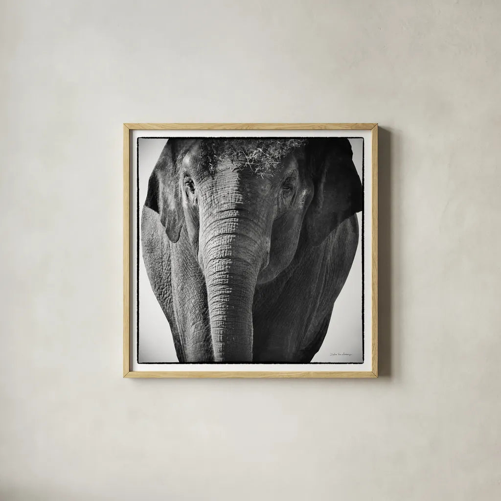 Elephant I by Debra Van Swearingen. Shown in a natural wood glass frame for a timeless modern aesthetic. Available as an archival giclee rolled canvas, fine art paper, or poster print. SKU 19399a.