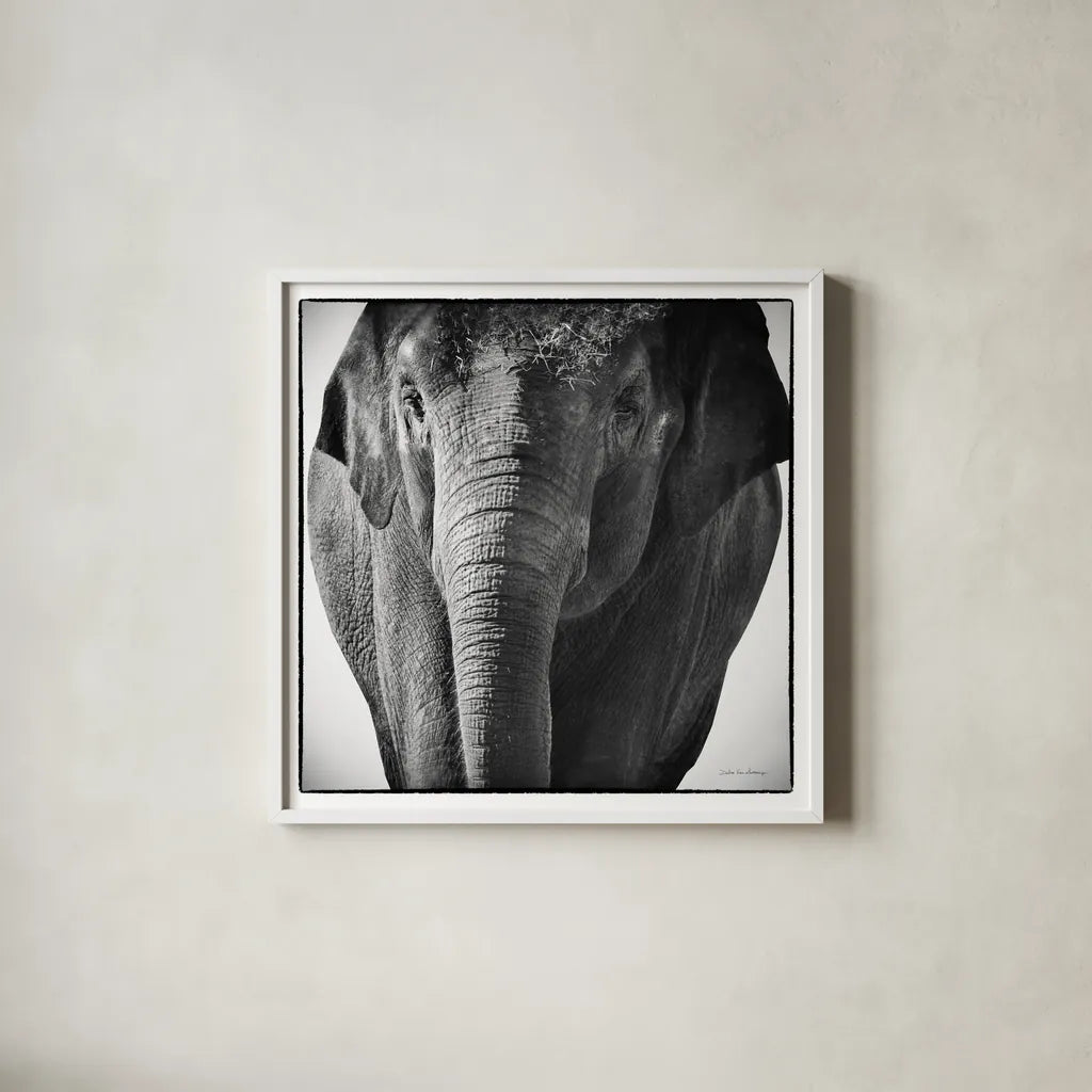 Elephant I by Debra Van Swearingen. Shown in a crisp white glass frame for a clean and minimalist style. Available as an archival giclee rolled canvas, fine art paper, or poster print. SKU 19399a.