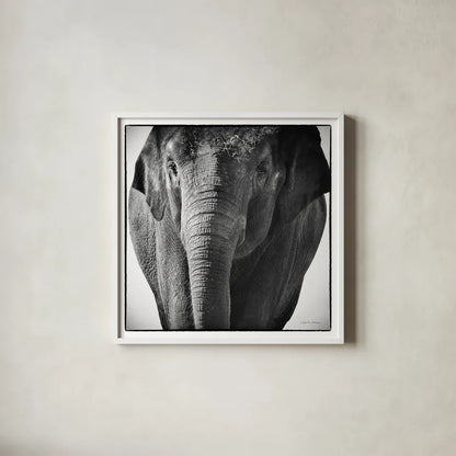 Elephant I by Debra Van Swearingen. Shown in a crisp white glass frame for a clean and minimalist style. Available as an archival giclee rolled canvas, fine art paper, or poster print. SKU 19399a.