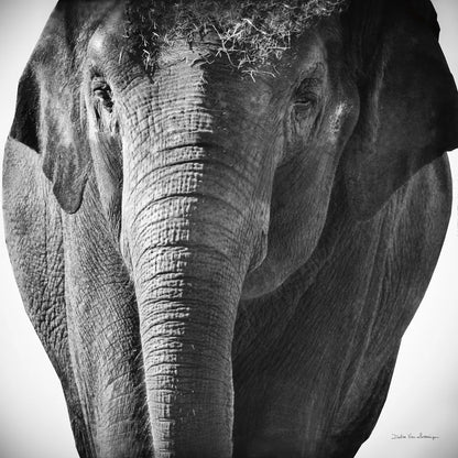 Elephant I No Border by Debra Van Swearingen. SKU 41814a. Archival Giclee Fine art print for wall decor.