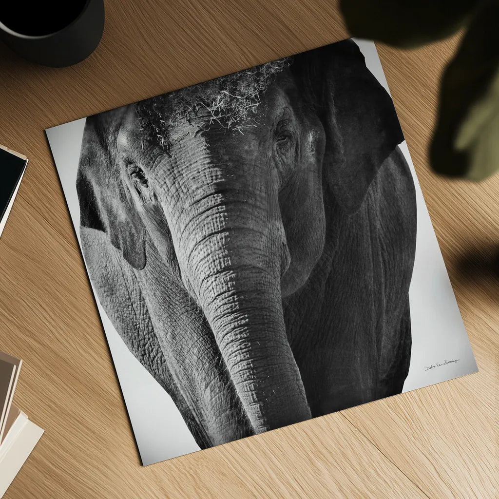 Elephant I No Border by Debra Van Swearingen. Shown as a detailed flat fine art print, highlighting archival giclee quality. Available as an archival giclee rolled canvas, fine art paper, or poster print. SKU 41814a.