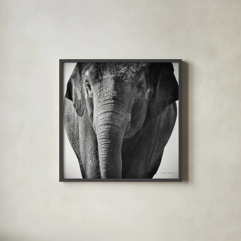 Elephant I No Border by Debra Van Swearingen. Shown in a sleek black glass frame for a contemporary gallery look. Available as an archival giclee rolled canvas, fine art paper, or poster print. SKU 41814a.