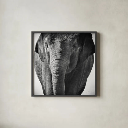 Elephant I No Border by Debra Van Swearingen. Shown in a sleek black glass frame for a contemporary gallery look. Available as an archival giclee rolled canvas, fine art paper, or poster print. SKU 41814a.