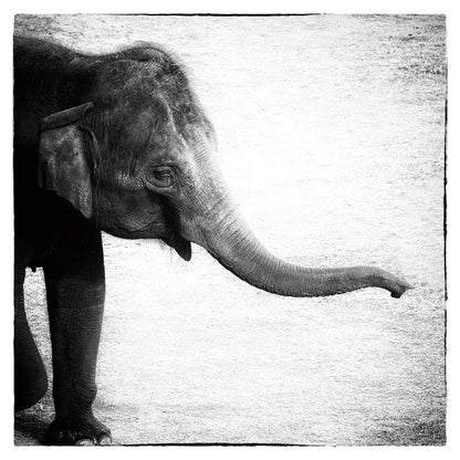 Elephant II by Debra Van Swearingen. SKU 19400a. Archival Giclee Fine art print for wall decor.