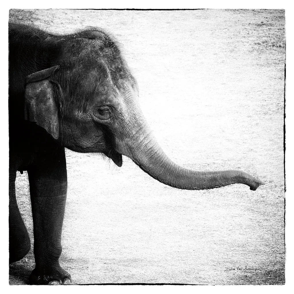 Elephant II by Debra Van Swearingen. SKU 20878a. Archival Giclee Fine art print for wall decor.