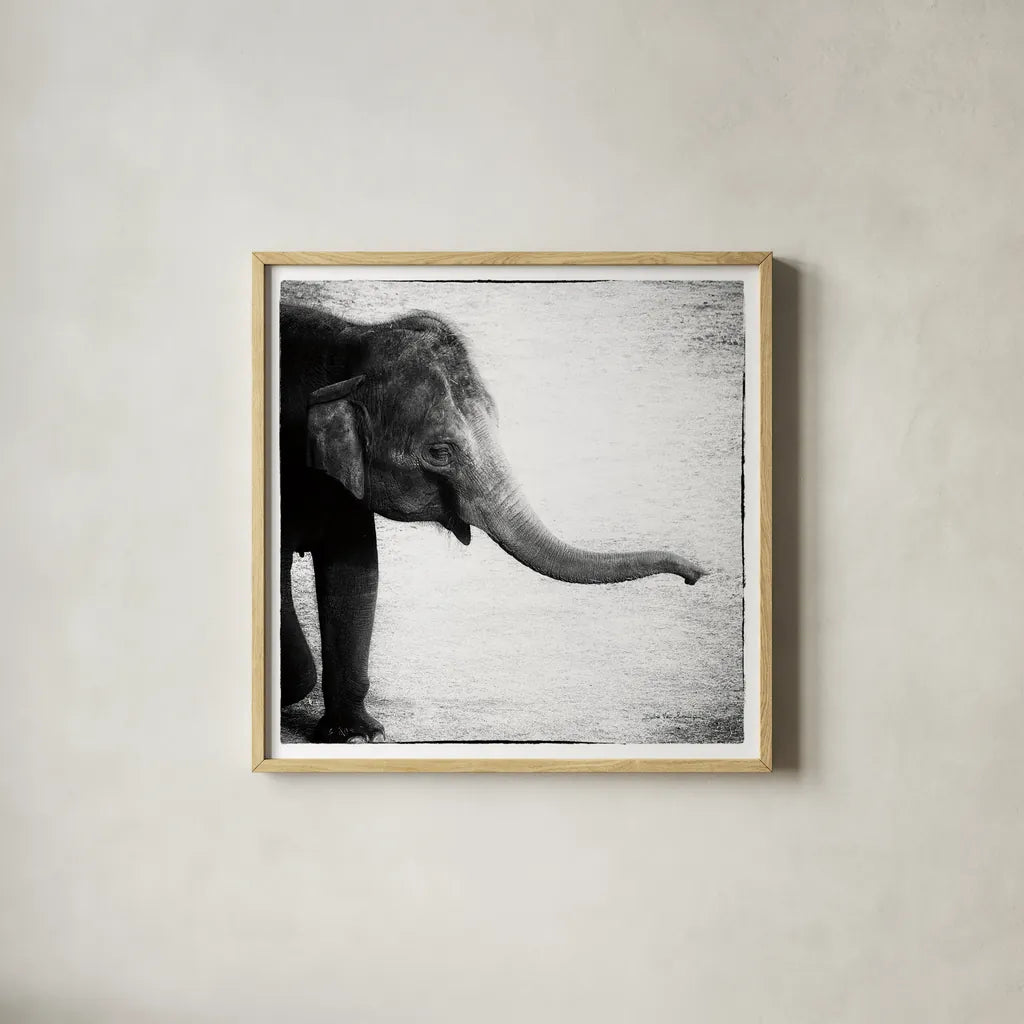 Elephant II by Debra Van Swearingen. Shown in a natural wood glass frame for a timeless modern aesthetic. Available as an archival giclee rolled canvas, fine art paper, or poster print. SKU 20878a.