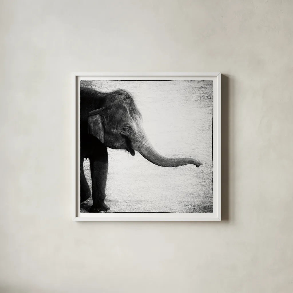 Elephant II by Debra Van Swearingen. Shown in a crisp white glass frame for a clean and minimalist style. Available as an archival giclee rolled canvas, fine art paper, or poster print. SKU 20878a.