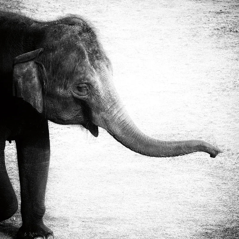 Elephant II No Border by Debra Van Swearingen. SKU 41815a. Archival Giclee Fine art print for wall decor.