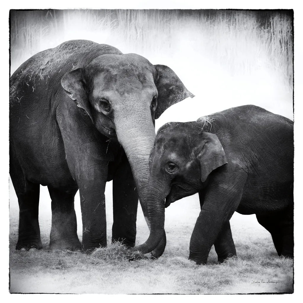 Elephant III by Debra Van Swearingen. SKU 20879a. Archival Giclee Fine art print for wall decor.