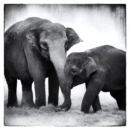 Elephant III by Debra Van Swearingen. SKU 20879a. Archival Giclee Fine art print for wall decor.