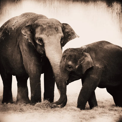 Elephant III Sepia by Debra Van Swearingen. SKU 46877a. Archival Giclee Fine art print for wall decor.