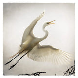 Emergence by Debra Van Swearingen. SKU 63781a. Archival Giclee Fine art print for wall decor.