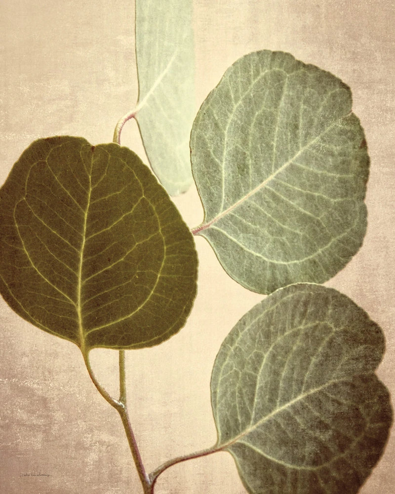 Eucalyptus Color by Debra Van Swearingen