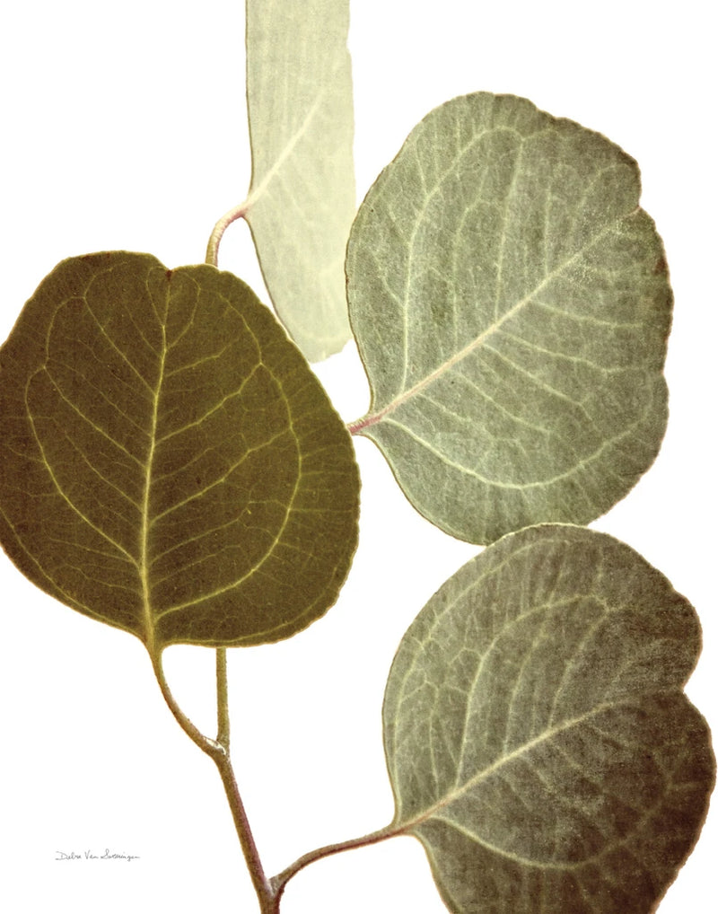 Eucalyptus Color on White by Debra Van Swearingen