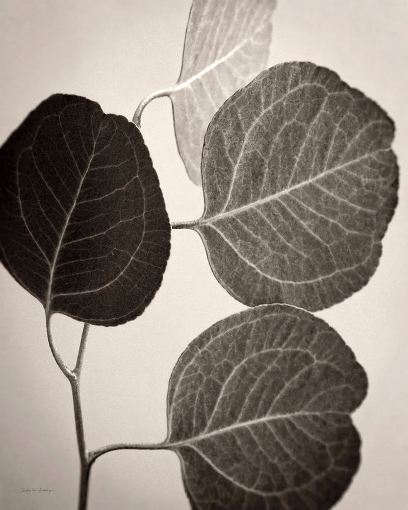 Eucalyptus Sepia by Debra Van Swearingen