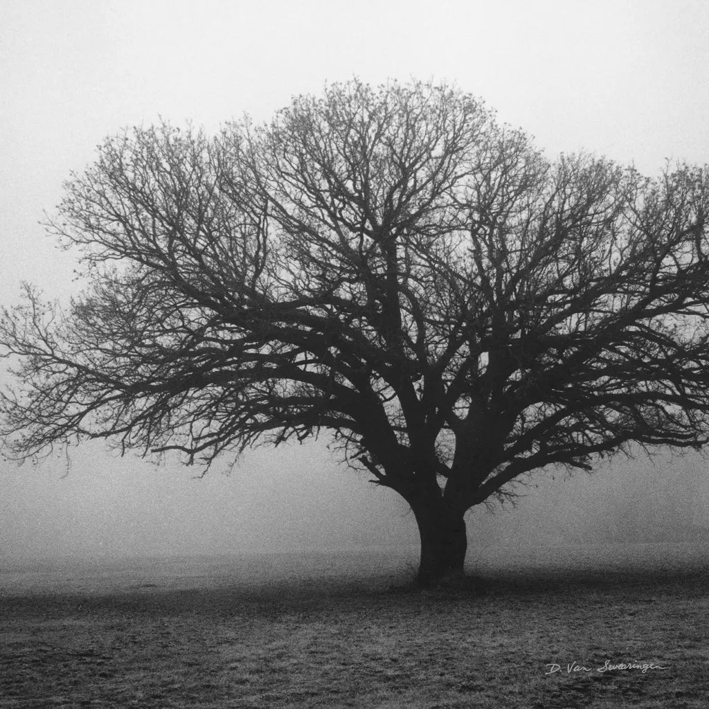 Evening Mist Crop by Debra Van Swearingen. SKU 5825a. Archival Giclee Fine art print for wall decor.