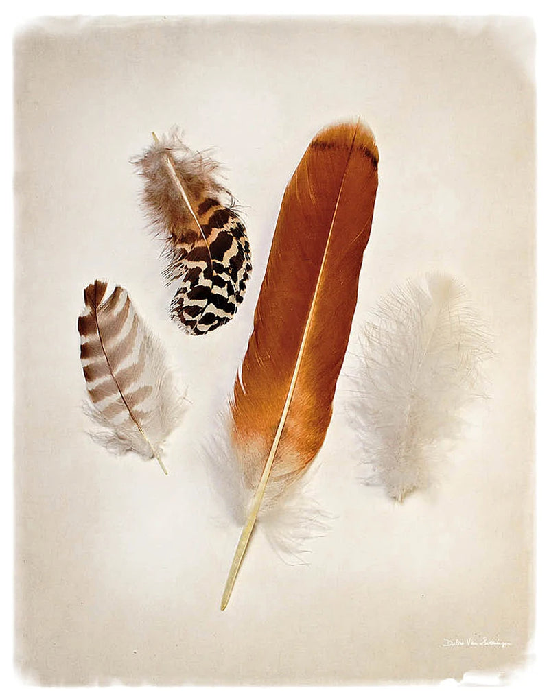 Feather Group I by Debra Van Swearingen