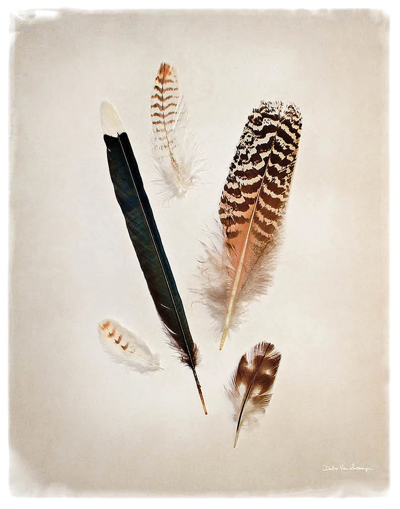 Feather Group II by Debra Van Swearingen