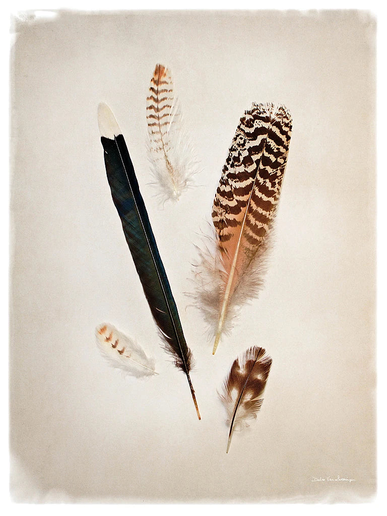 Feather Group II by Debra Van Swearingen