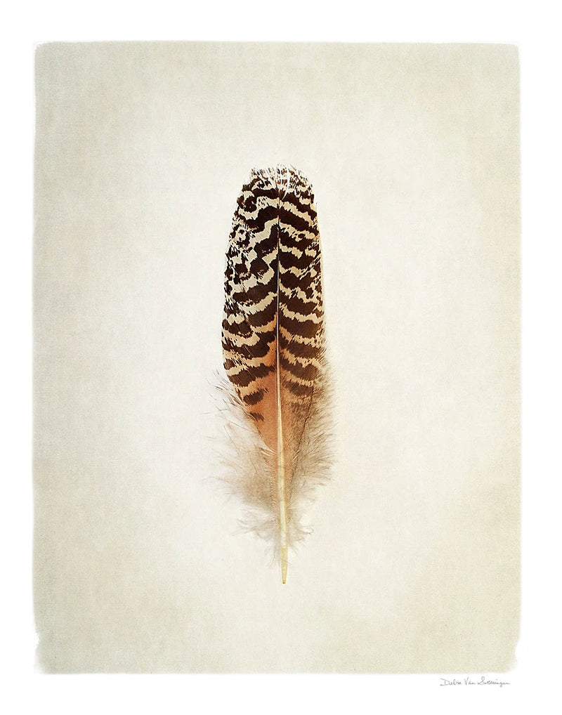 Feather I by Debra Van Swearingen