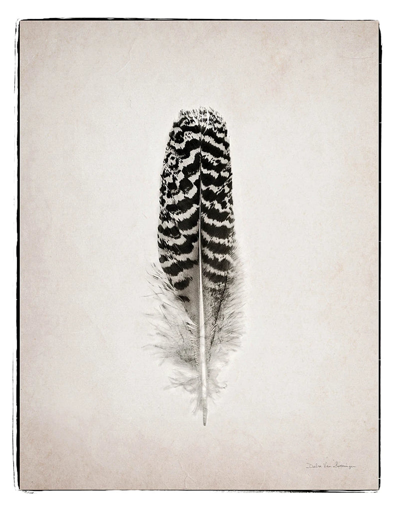Feather I BW by Debra Van Swearingen