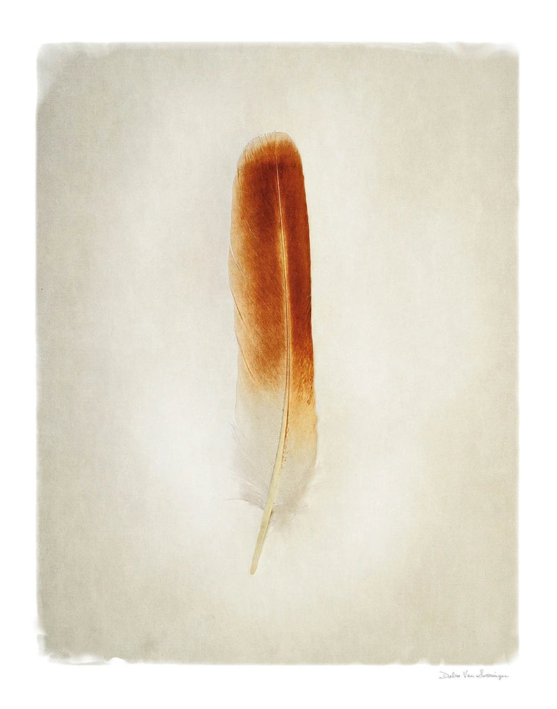 Feather II by Debra Van Swearingen