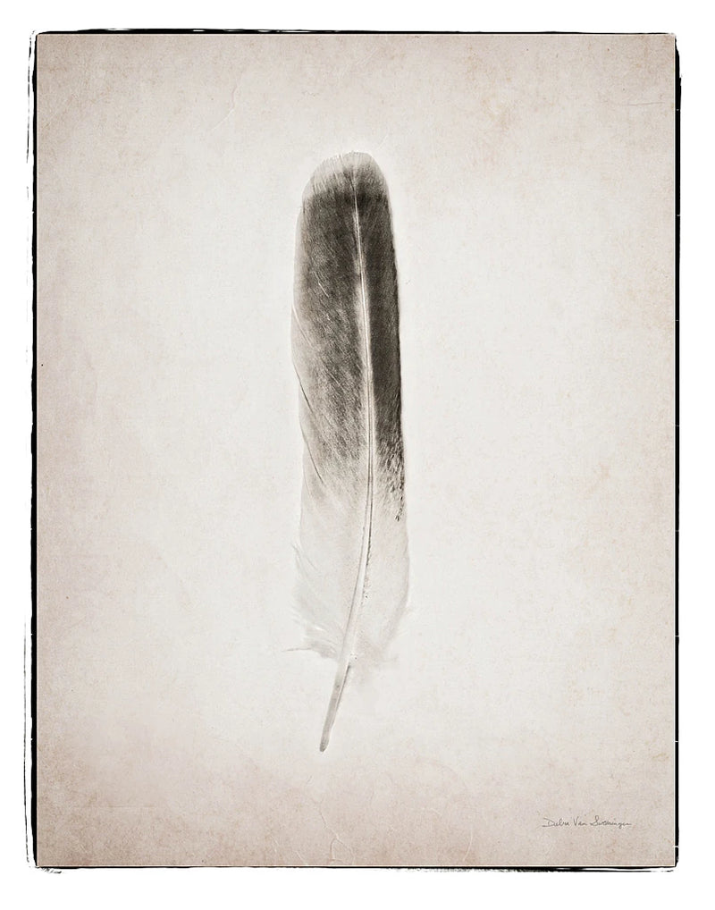 Feather II BW by Debra Van Swearingen