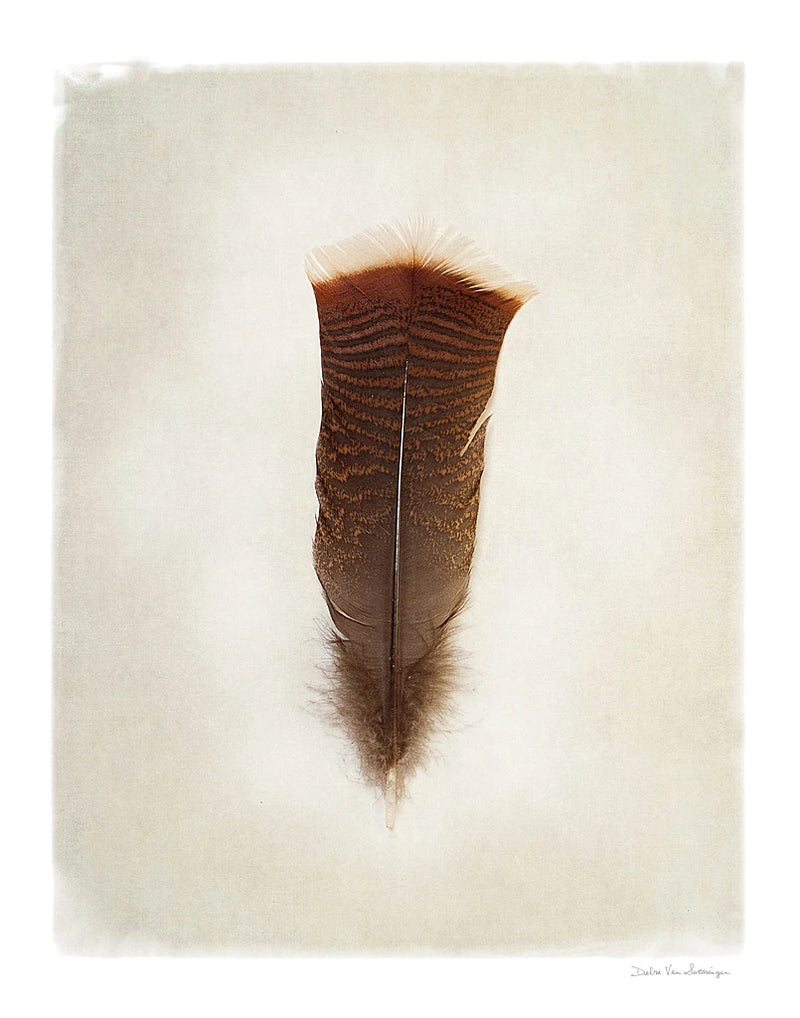 Feather III by Debra Van Swearingen
