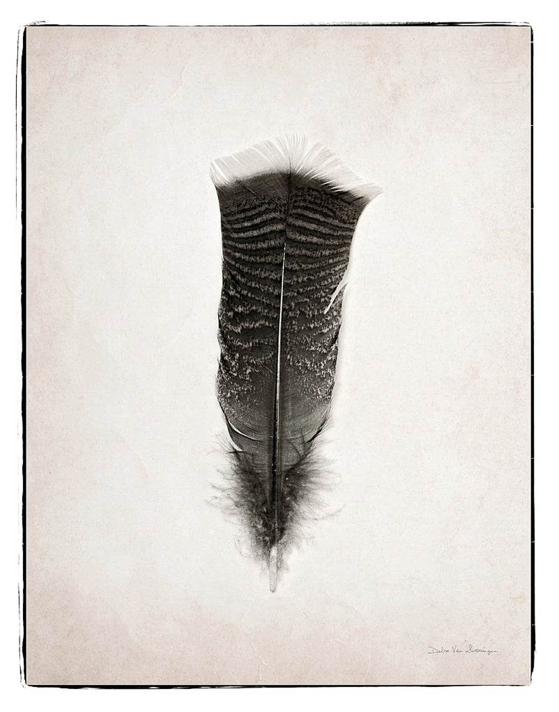 Feather III BW by Debra Van Swearingen