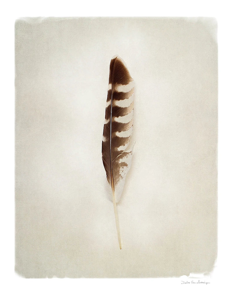Feather IV by Debra Van Swearingen