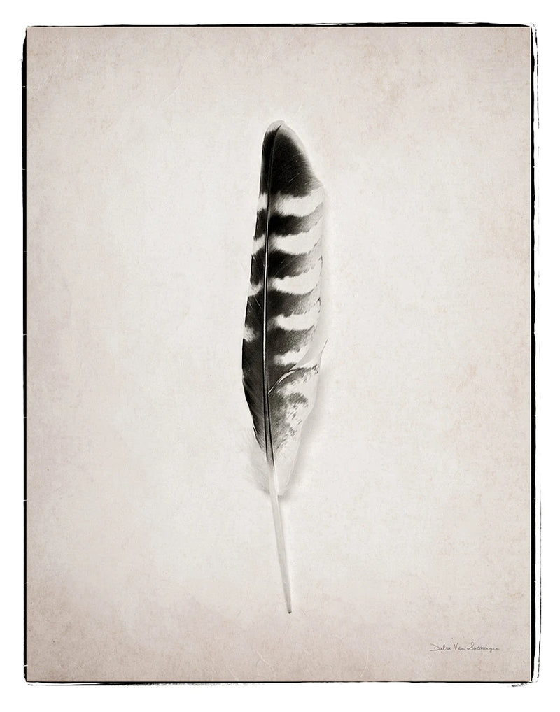 Feather IV BW by Debra Van Swearingen
