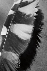 Feather Shadow I by Debra Van Swearingen. SKU 55154h. Archival Giclee Fine art print for wall decor.