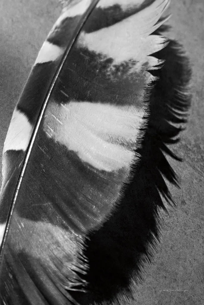Feather Shadow I by Debra Van Swearingen. SKU 55154h. Archival Giclee Fine art print for wall decor.
